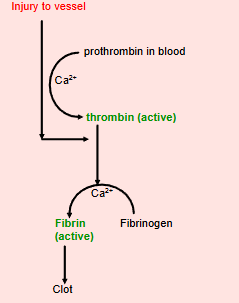 <p>blood clotting and coagulation</p>