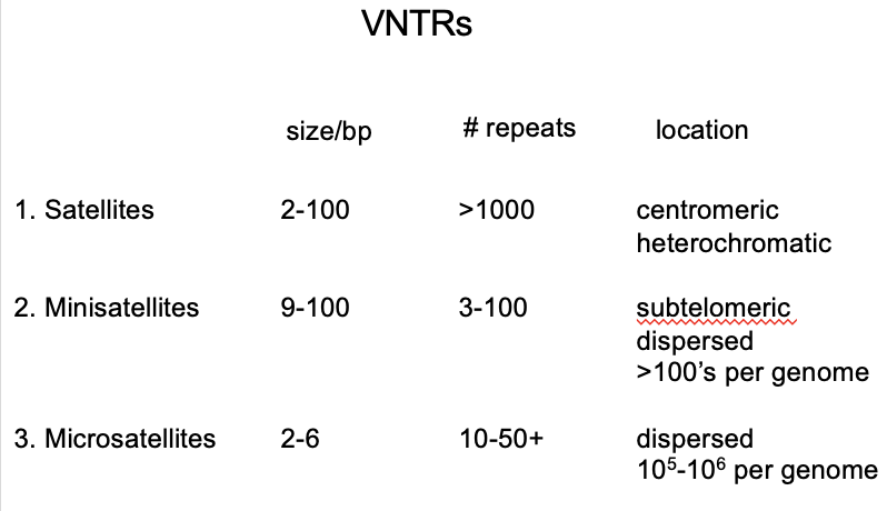 <ul><li><p>Variable number tandem repeats</p><ul><li><p>→ short repeats with higher copy number</p></li></ul></li></ul><p>Types:</p><ol><li><p>satellite sequences</p></li><li><p>Minisatellites</p></li><li><p>microsatellites</p></li></ol><p></p>