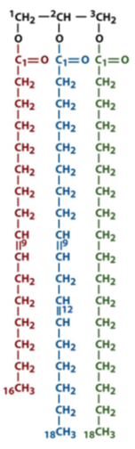 <p>triglycerides/triacylglycerols </p><p>(3 esterifed fatty acids attached to a common backbone. the 3 FA can be different)</p>