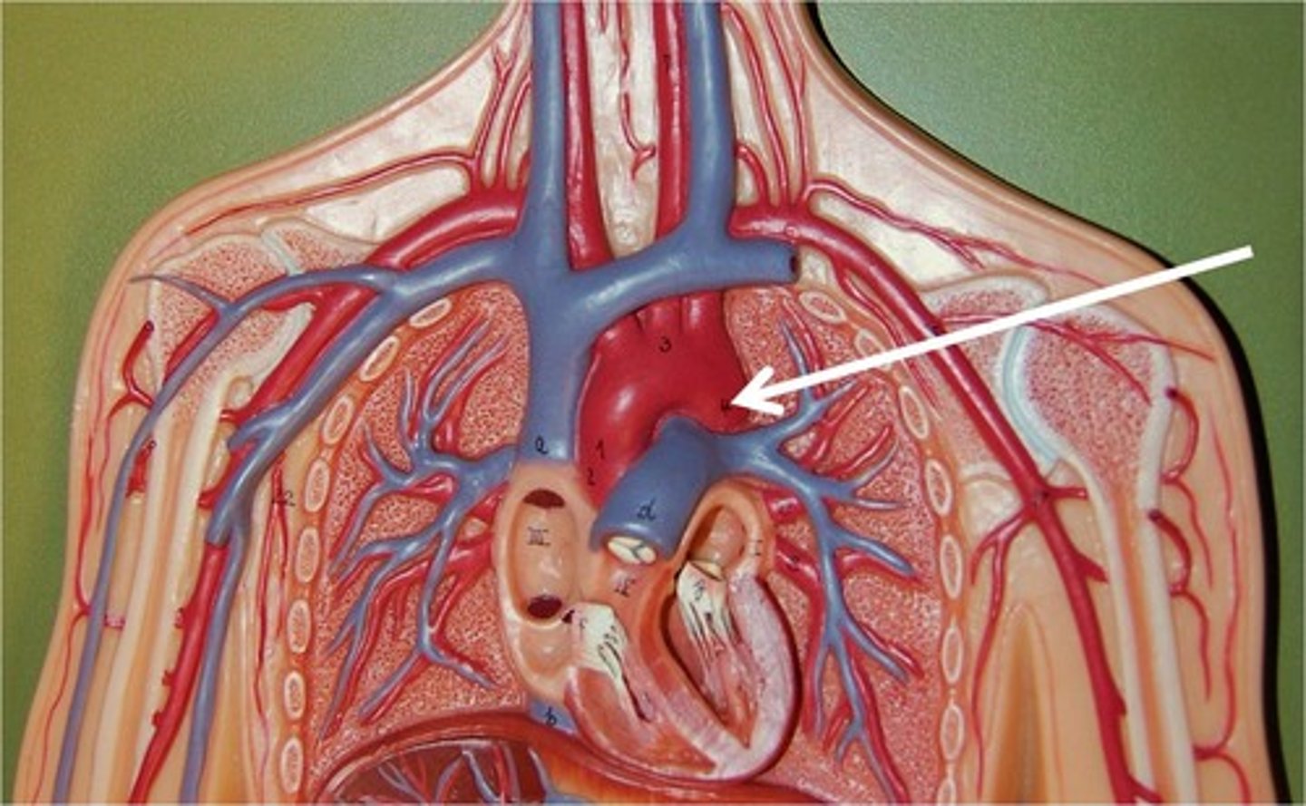 <p>deep to the inferior vena cava; the largest artery of the body; carries blood away from the heart down the midline of the body</p>