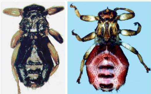 <p>Name this fly</p>