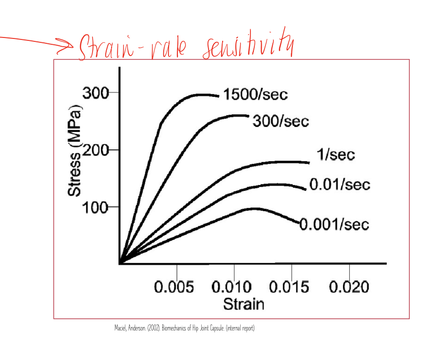 <p>stiffness increases with increase speed of loading, allows body to be protective against trauma, falls, jumps, etc </p>