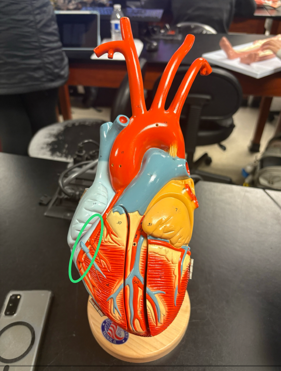 <p>runs down lateral RV </p>