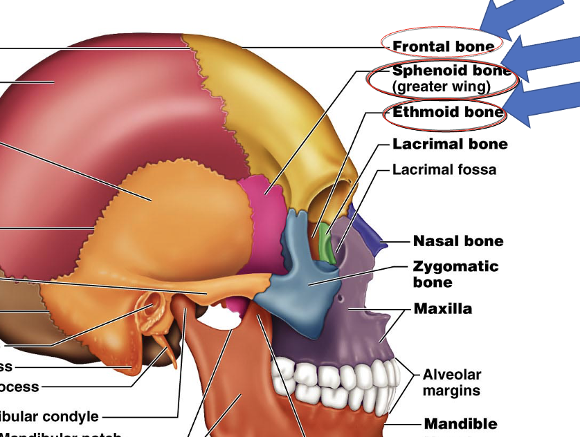 <p>lacrimal bone</p>