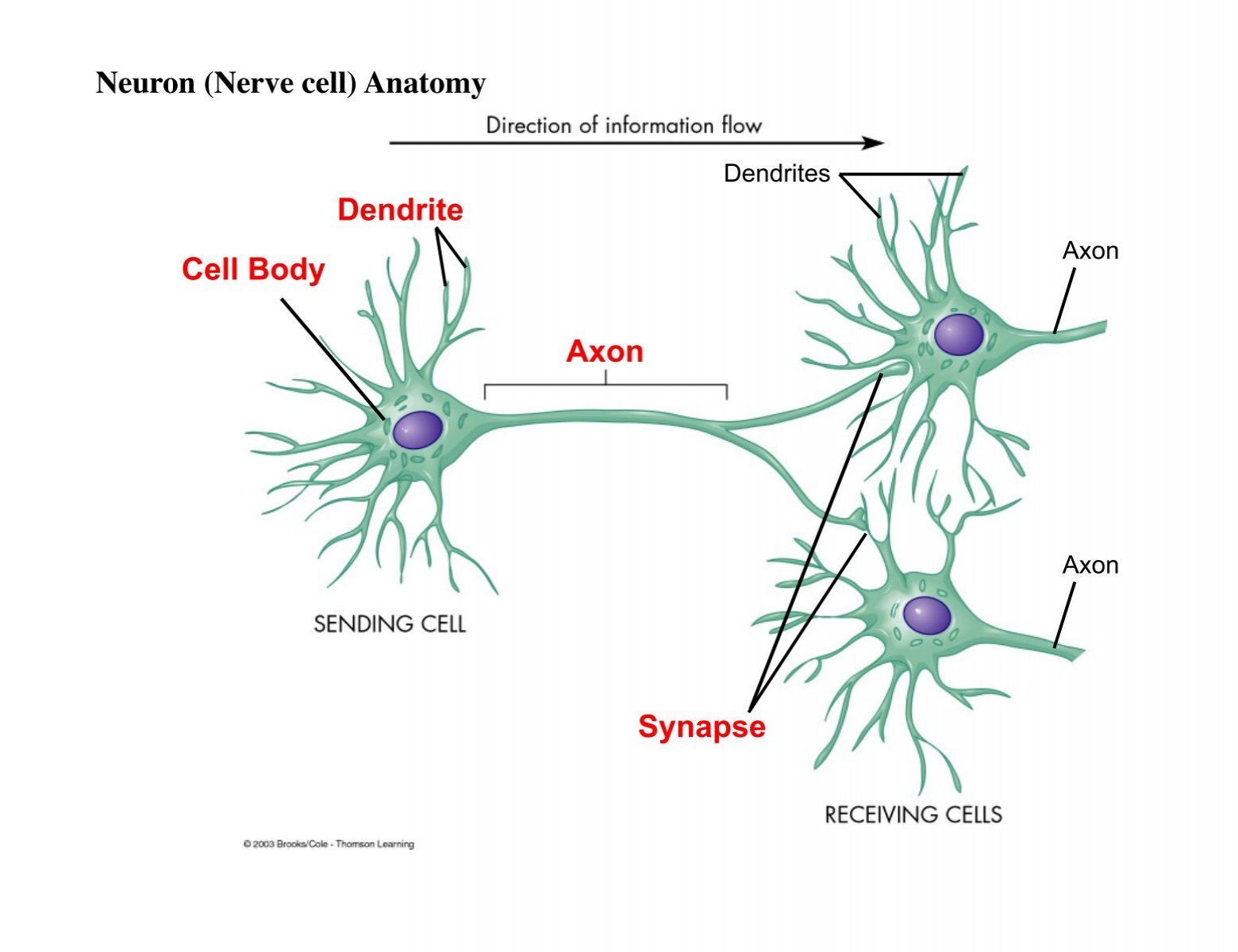 <p>conduct impulses toward cell body</p>