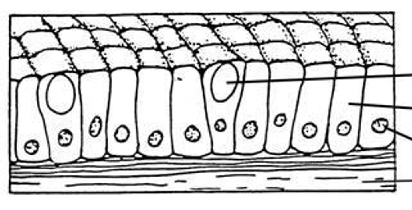 <p>digestive tract</p>