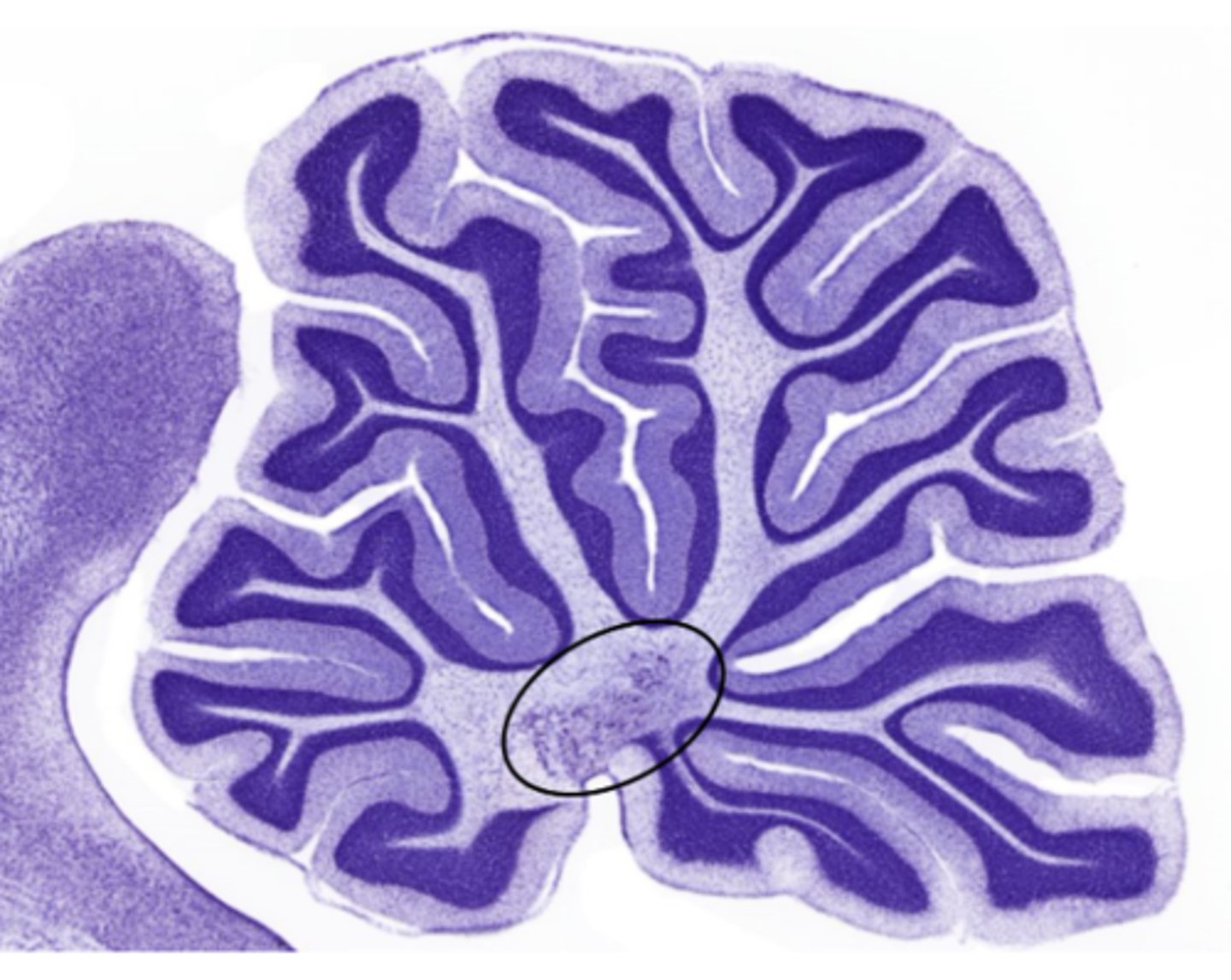 <p>Identify the cluster of neurons circled</p>