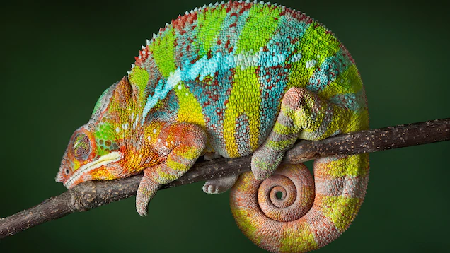 chameleons (acrodonta)

\

1. devlopment of casques, horns, and crests on heads
2. laterally compressed body
3. can change colors
4. zygodactylous feet 
5. prehensile tail (in aboreal species)
6. projectile tongue and independently moving eyes