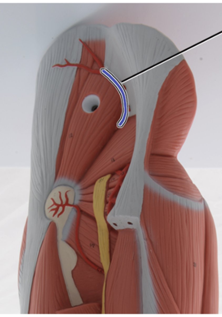 <p>supplies blood to the ilium, skin of gluteal region, piriformis, gluteus med-max-min</p>