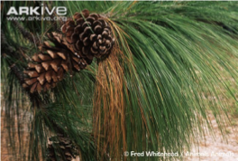<p>3 needles, 8 - 18 inches, twisted, 10 inch cones </p>