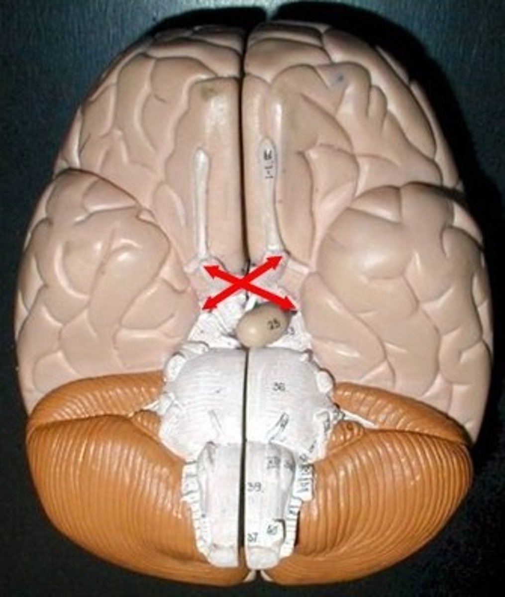 <p>where optic nerves cross over</p>