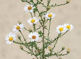 <p>Bushy American-aster</p>