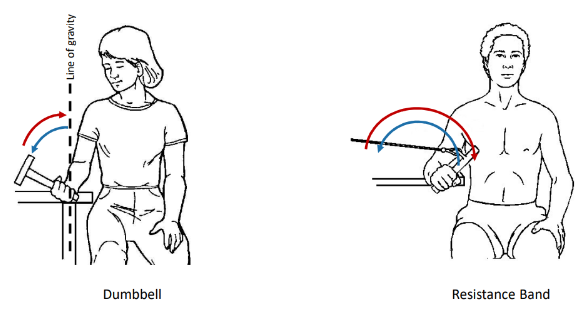 <p>These 2 isotonic exercises are called what?</p>