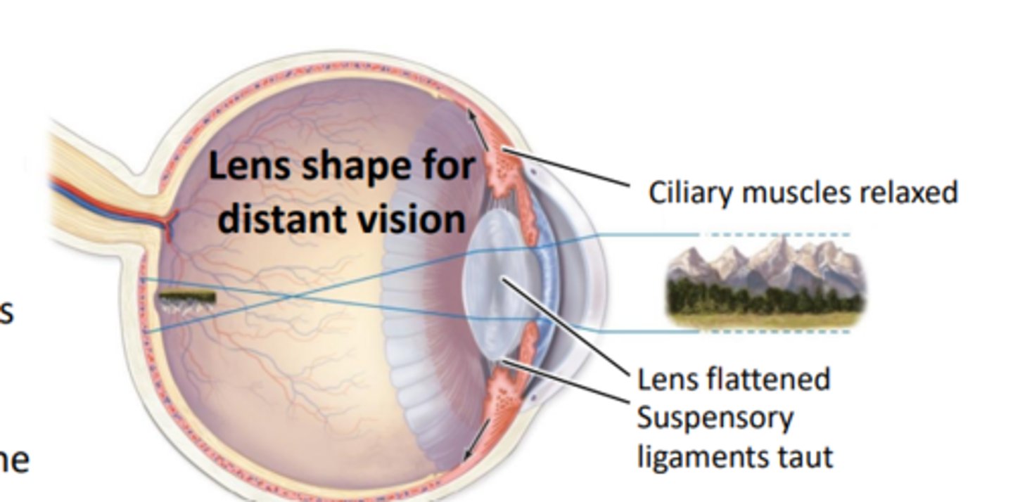 <p>ciliary muscles relaxed, lens flattened, suspensory ligaments taut</p>