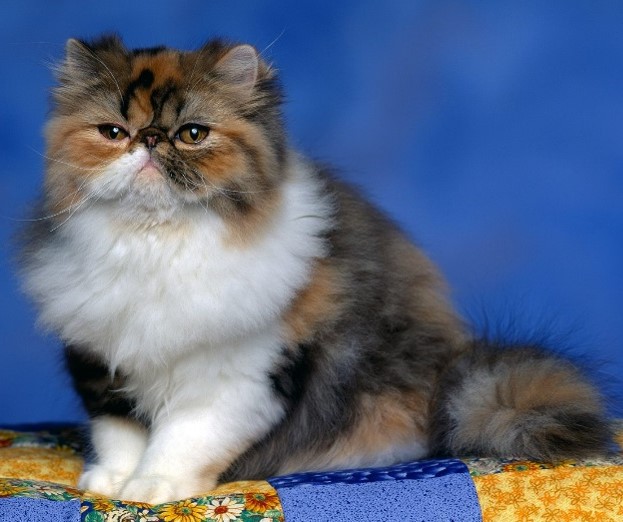 Persian