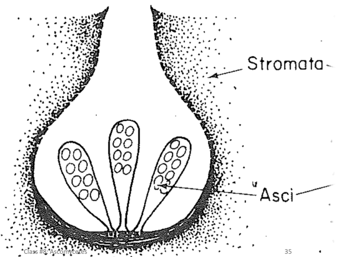 Form asci in cavities (locules) within strom but DONT have a distinct wall
One or several within each strom
Hard to distunguis from perithecia
Ascospore discharge perithecia 