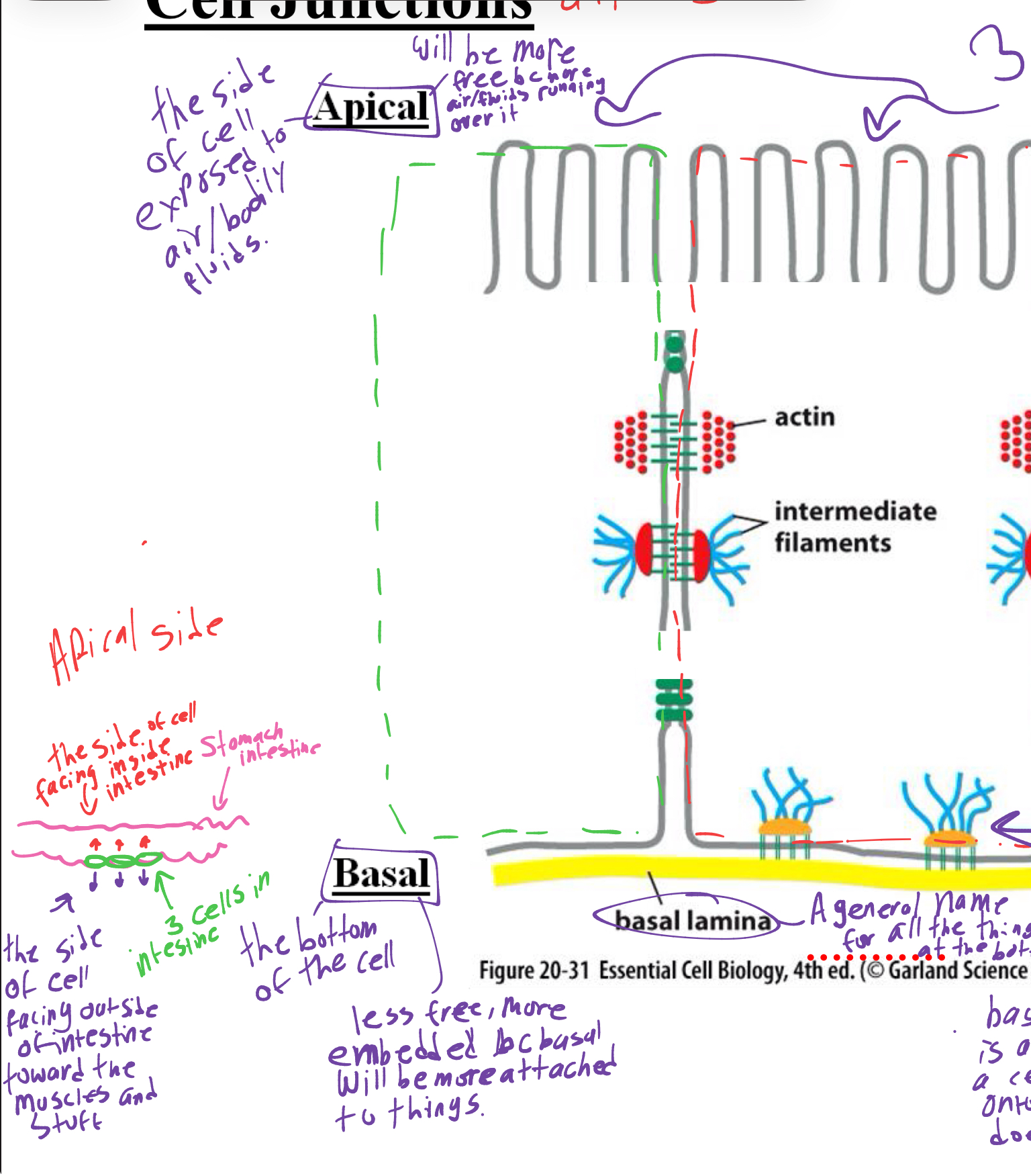 <p>top- Apical:the side of the cell exposed to air and bodily fluids </p><p>bottom- Basal: less free and more embedded bc basal will be more attached to things. </p>