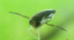 <p>Sound communication (organism)</p>