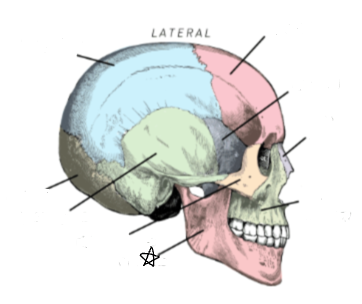 <p>what skull bone is the star pointing to </p>