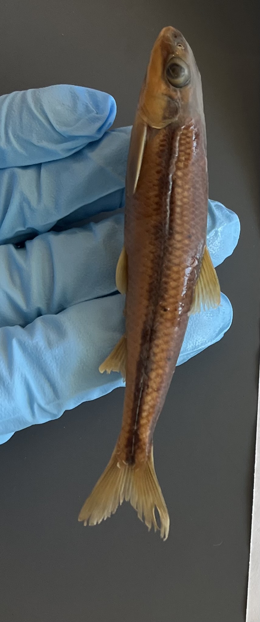 <p>Dark squiggly lateral line</p><p>“C” mouth</p><p>Big eyes</p><p>7 anal rays</p><p>Rounded snout</p>