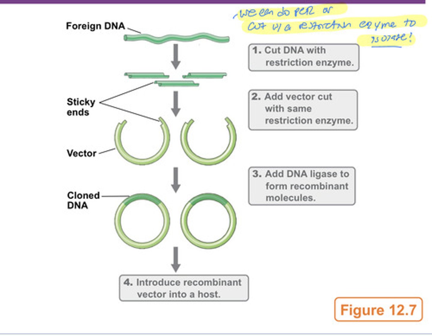 <p>-isolation of source DNA (e.g. genomic DNA, cDNA from RNA, or PCR products)<br>-fragmentation of source DNA by restriction enzymes<br>***most vectors are derived from plasmids or viruses</p>
