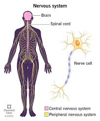 <p>detect/process sensory info, activate bodily responses</p>