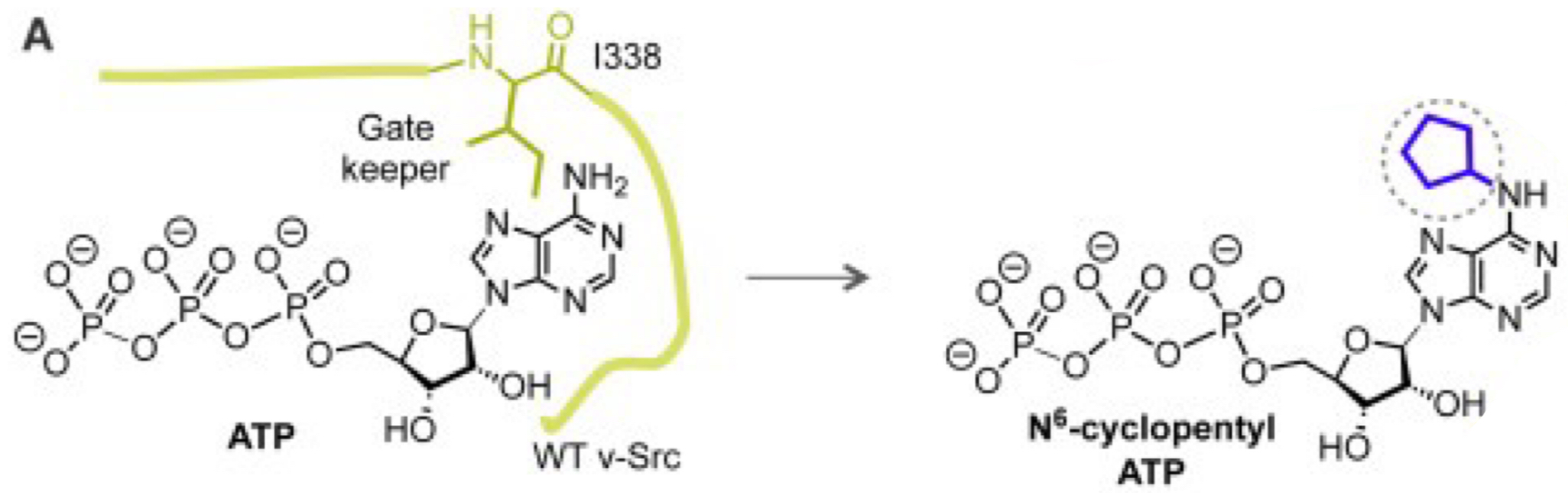 <p>Mutations at I338 (gatekeeper residue) and V323 allow v-Src to bind N⁶-cyclopentyl ATP instead of regular ATP.</p>