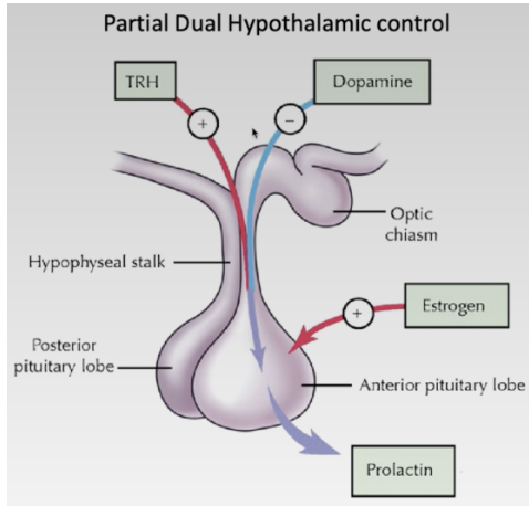 <ul><li><p><span>Prolactin does not have a direct hypothalamic releasing hormone, but it can be regulated by other hormones&nbsp;</span></p></li><li><p><span>TRH can increase prolactin</span></p></li><li><p><span>Estrogen can increase prolactin</span></p></li><li><p><span>Dopamine can block prolactin</span></p></li></ul><p></p>