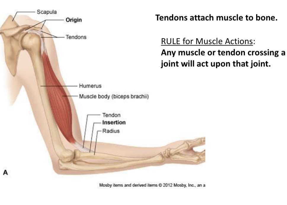<p>Tendons</p>