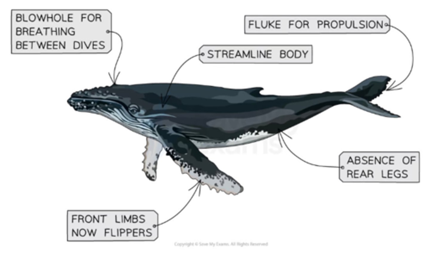 <p>- Streamlining (larger at front, thinner at back, smooth and hairless): facilitates movement through relatively viscous water with ease and great speeds</p><p>- Adaptations of front limbs to form flippers (used mainly for steering) and rear legs have been lost</p><p>- Adaptation of tail to form a fluke (capable of up and down movement and used for propulsion)</p><p>- Changes to airways by the evolution of a blowhole allows periodic breathing between dives (they can be sealed between dives so that water does not enter the airways)</p><p>- Blubber tissue for insulation</p>