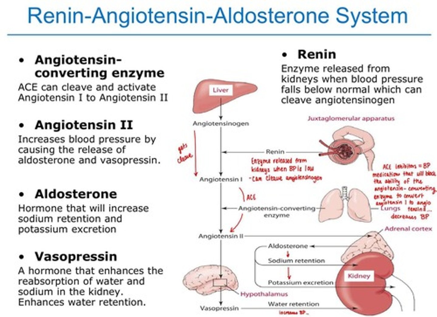 <p>Regulates blood pressure and fluid balance. **** Understand diagram!!!</p>