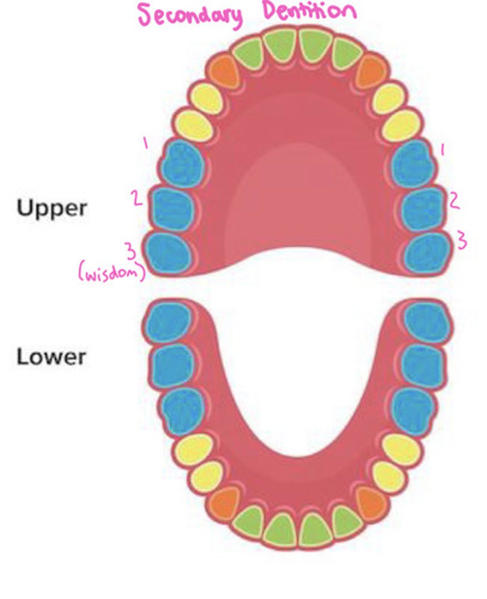 <p>adult/permanent teeth</p><p>*32 teeth*</p><p>-Has incisors, canines, premolars, and molars</p>