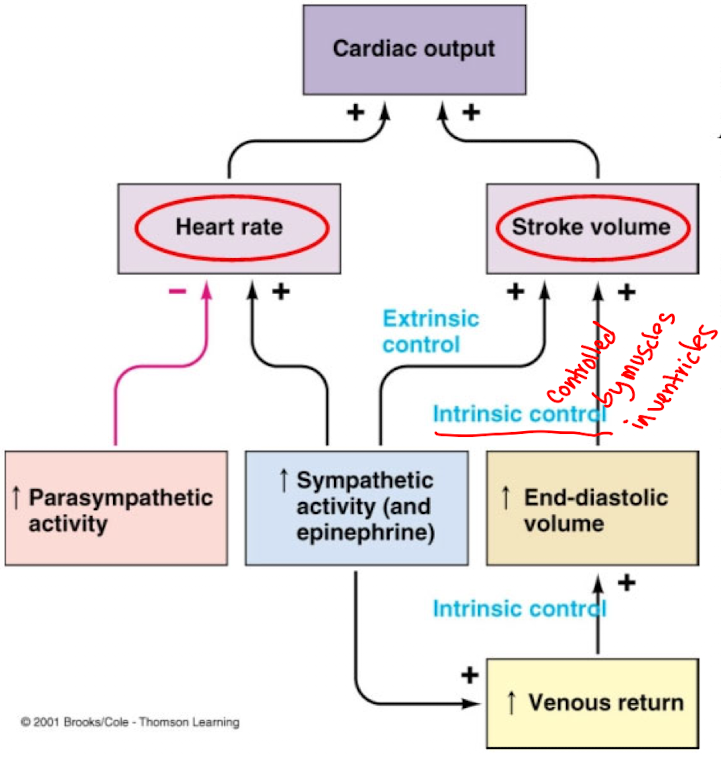 <p>regulated by parasympathetic and sympathetic nervous system systems</p>