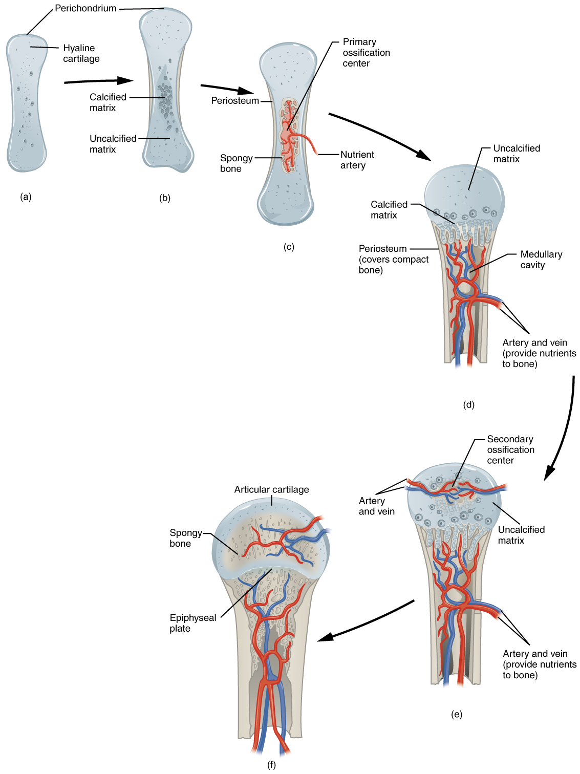 <p>Acts as a model for <strong>long bone development and growth.</strong></p>