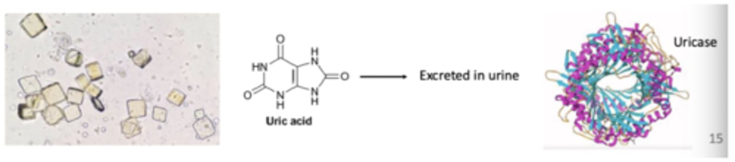 <p>this acid is sent to kidneys via bloodstream, then excreted in urine</p>