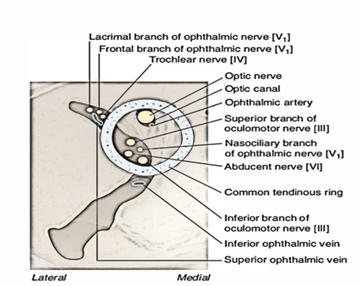 <p>Optic nerve</p><p>Ophthalmic artery</p>