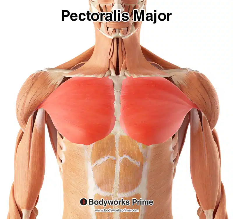 <p>Pectoralis Major</p>