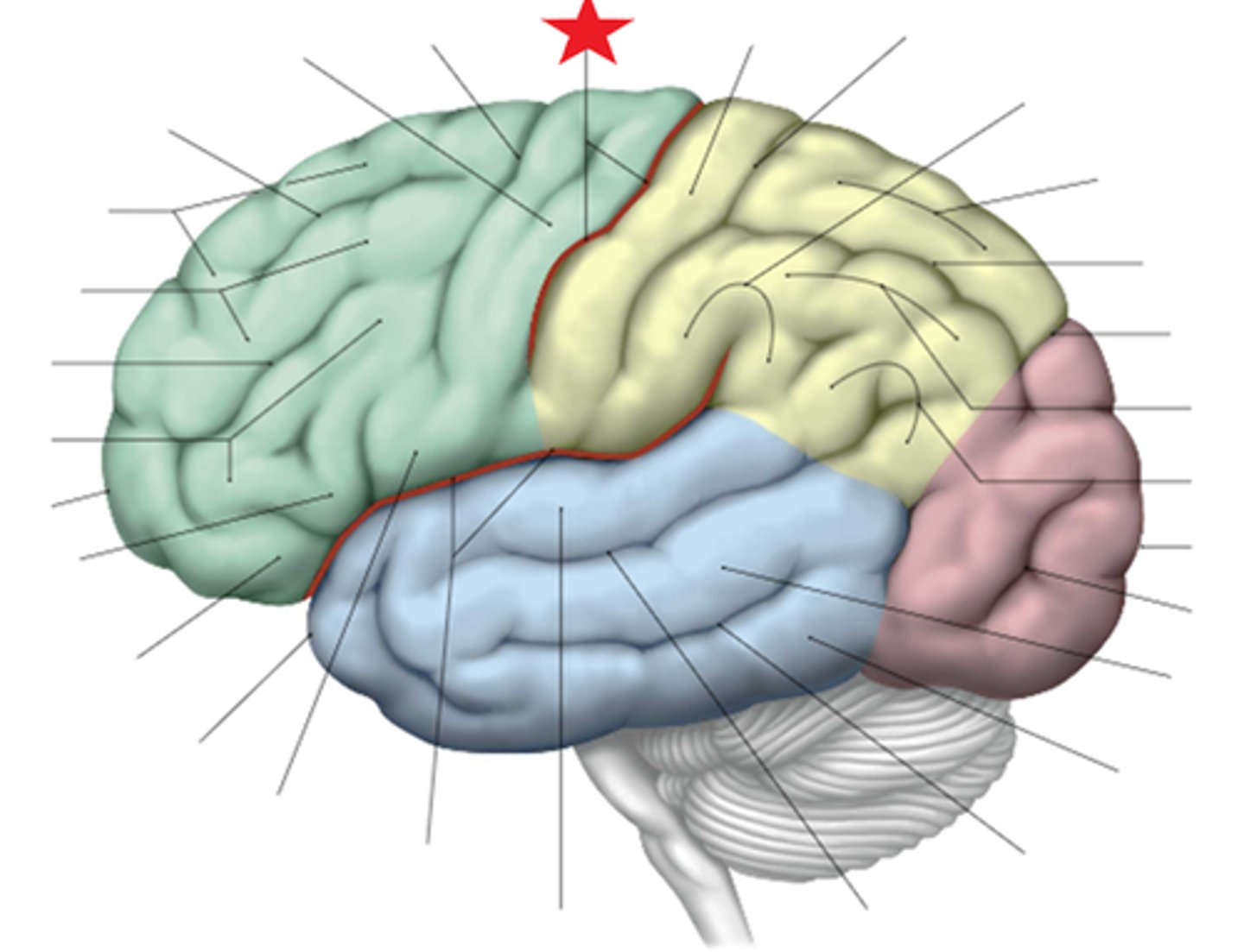 <p>The redline in the center between the frontal and parietal lobes traditionally known as the separating line between motor from sensory function shown with a star here is called the:</p><p>A. Lateral Sulcus</p><p>B. Cingulate Sulcus</p><p>C. Central Sulcus</p><p>D. Calcimine Sulcus</p><p>3 multiple choice options</p>
