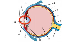 <p>small, adjustable opening in eye</p>