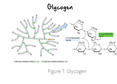 <p><span><span>xcess glucose is stored in skeletal muscle cells and the liver in the form of glycogen. Glycogen is a polymer of glucose, where individual glucose molecules are linked, in branching form, through glyosidic bonds</span></span></p>