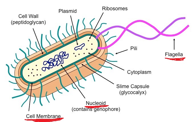 <p>cell membrane, nucleoid, flagella</p>