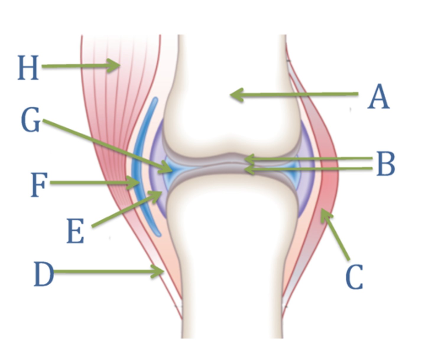 <p>Label E?</p><p>(surrounds joint cavity- 2 layers, Synovial membrane (inside) lines capsule and secretes synovial fluid)</p>