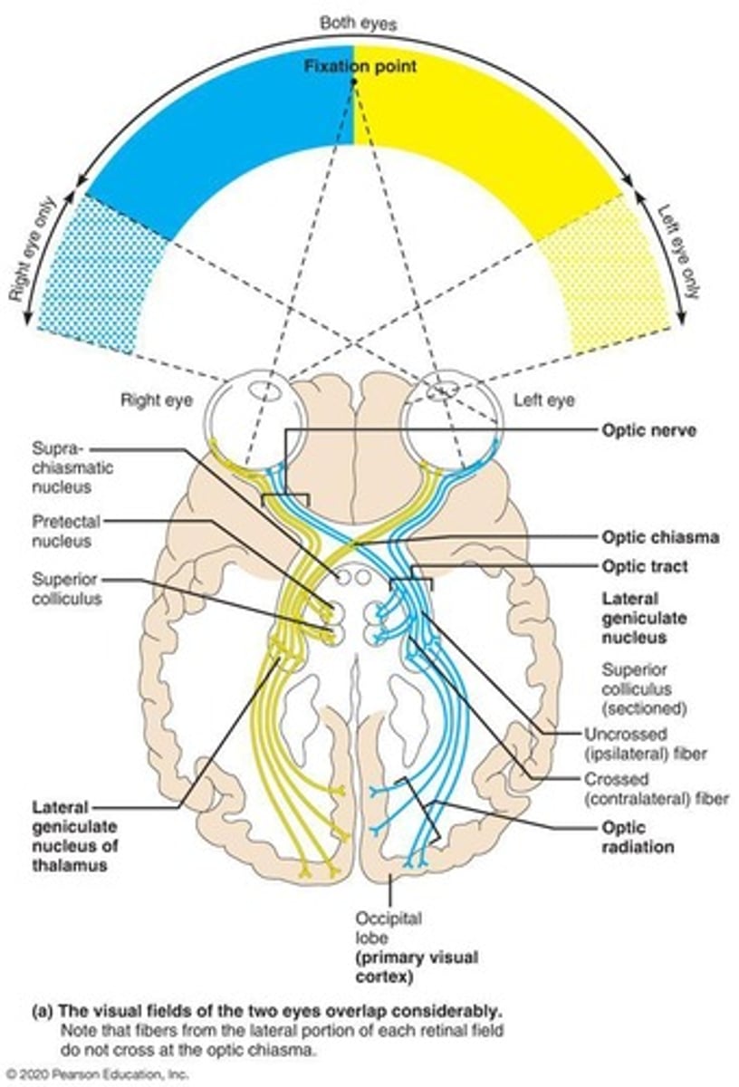 <p>Optic nerve, optic chiasm, optic tract, and primary visual cortex.</p>