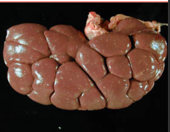 <p>bovine: have lobulated kidneys, with the left palpable per rectum</p><p>small ruminants: have smooth kidneys that can be palpated via the skin</p>