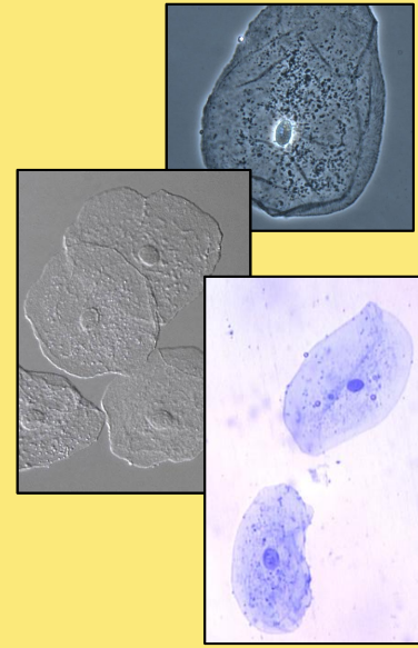 <p>Epithelial tissues Greek roots meaning (EPi)(Thele)</p>