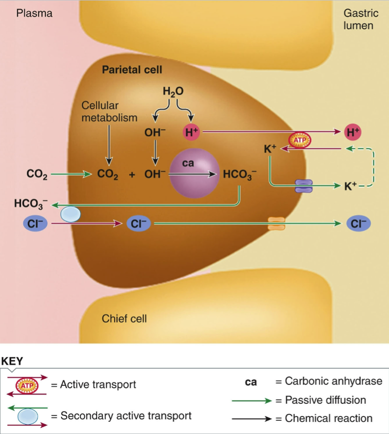 <ul><li><p>splitting of H<sub>2</sub>O into OH<sup>-</sup> &amp; H<sup>+</sup></p></li><li><p>H<sup>+</sup>/K<sup>+</sup>ATP-ase drives H<sup>+</sup> secretion into lumen</p><ul><li><p>passive K<sup>+</sup> transport back out of the cell</p></li></ul></li><li><p>secondary active transport of HCO<sub>3</sub><sup>-</sup> out &amp; Cl<sup>-</sup> into the cell (Cl<sup>-</sup> passively transports out)</p><ul><li><p> HCO<sub>3</sub><sup>-</sup> created by combination of CO<sub>2</sub> w/ OH<sup>-</sup></p></li></ul></li></ul><p></p>