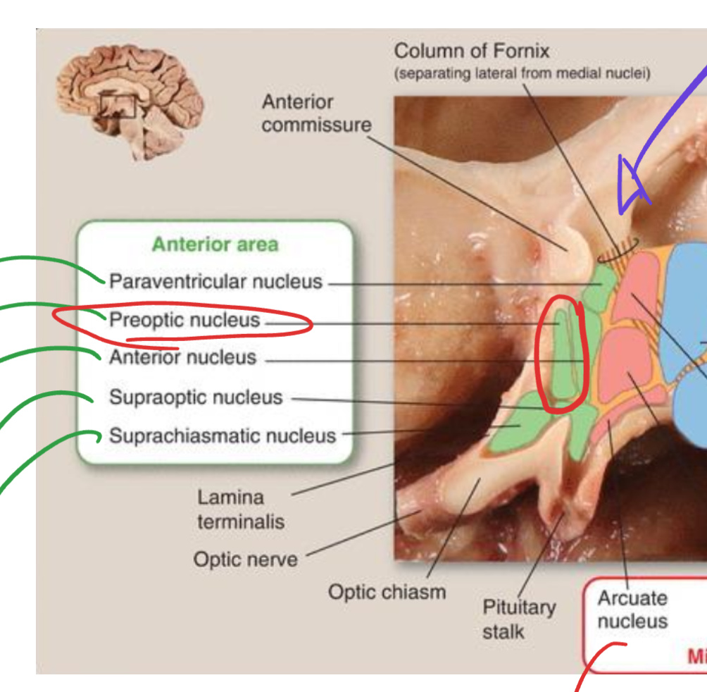 <p>Preoptic nucleus</p>