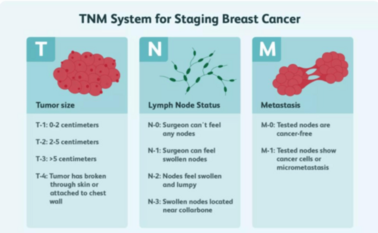 <p>The first lymph node to receive drainage from a primary tumor, making it the most likely site for initial cancer spread.</p>