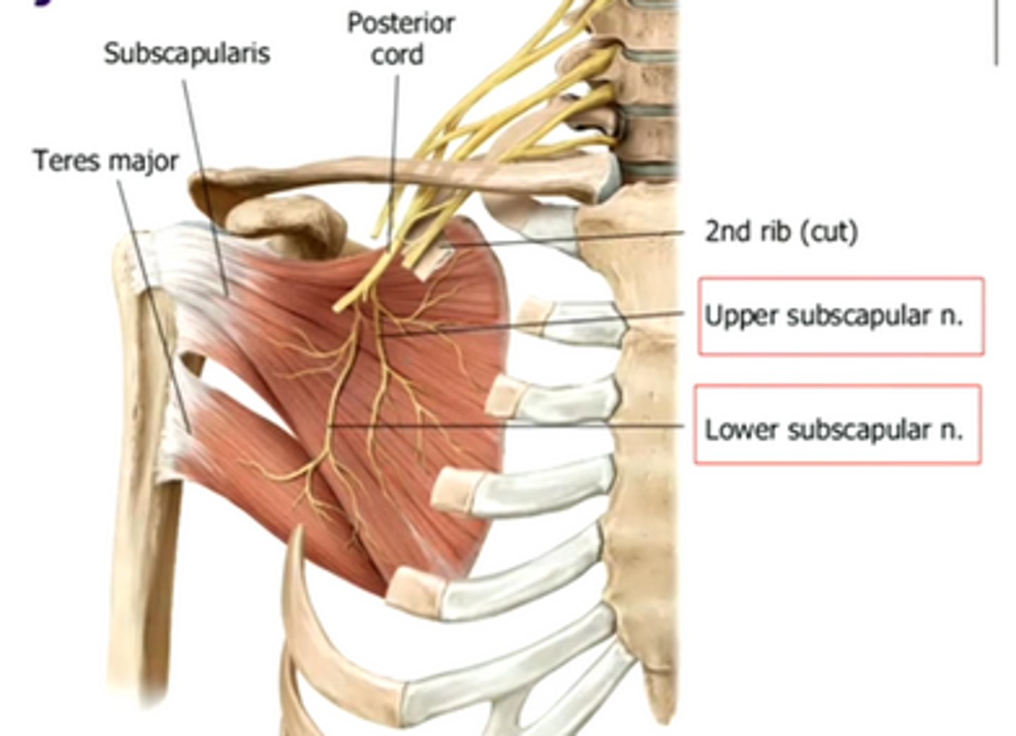 <p>upper and lower subscapular nerves</p>
