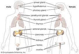 __Overview of the Endocrine System__